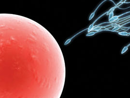 Sperm